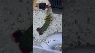 My MANTIS SHRIMPS are HUNGRY!