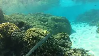 Snorkling in Fakarava South - Tetamanu