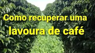 How to restore a coffee plantation