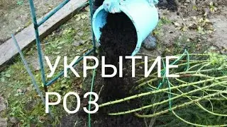 Укрытие роз. Окучивать или нет.Опилки, перегной ,хвойный опад.