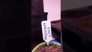 По началу всходят кустарниковые.