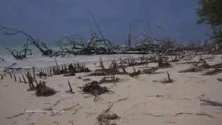 0000080 mangrove swamp beach cuba caribbean KINESTOCK