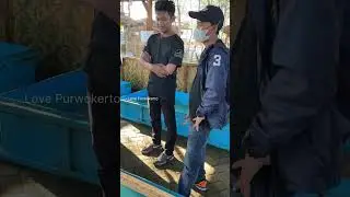 Darimana Datangnya Penyu di Lautan Indonesia? Cek Fakta Unik Ini melalui Konservasi di Cilacap