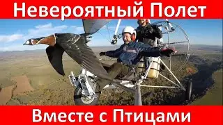Невероятный Полет с Птицами. Уникальная Съемка. Птицы в Полете.