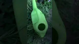 Супер полезное удобрение для огурцов, цветов и клубники! #дачныесоветы #дачасадогород #дачасамара