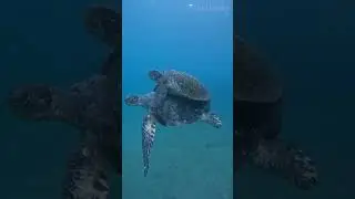 Черепахи: Секреты Долголетия 😉 #животные #рептилии #черепаха