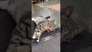доброе утро от кота #shorts