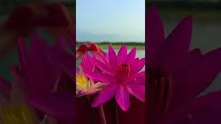 Have you picked yours ?! #waterlily Location in comment