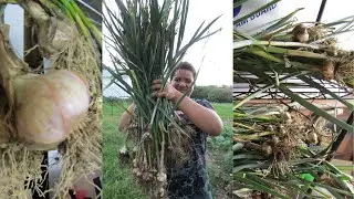 1st Yr Growing Garlic-Harvest it all with Us! Maine zone 5a