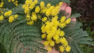 Квітучий  Сен-Назер, навіть взимку