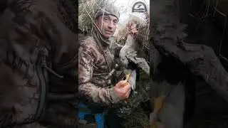 Что делать с кольцом, если Вы добыли окольцованную птицу?