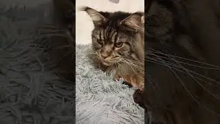 #котохаус