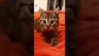 Идеальный масажист