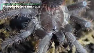 Tarantula Feeding No15
