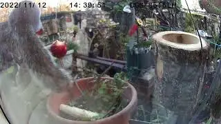Squirrel apple mania
