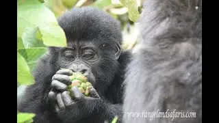 Life in the wilderness with the mountain gorillas episode 1