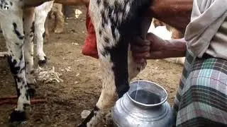goat milking by hand video | حليب الماعز باليد الفيديو | Top Milking Videos