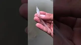 जल मसली