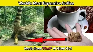 World's Most Expensive Coffee made from 'POOP' of civet Cat | kopi luwak coffee factory |to.know.how