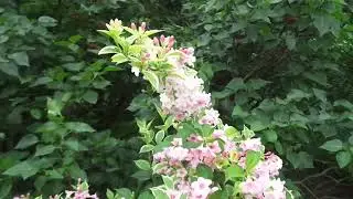 Куст необычайной красоты и сирень, бирючина, керрия махровая