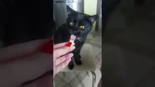 #happy #cat #pets #catlover #смешные #funny #cute #love #animals #кот #kitten