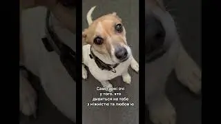 Гарні очі #рекомендации #cute #собака #джекрасселтерьер #очі #dog #кохання #