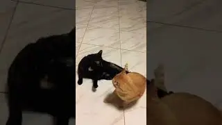 Funny cats 🐱