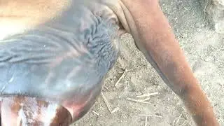 Natural Birth Of Female Calf (Cow) Gujarat