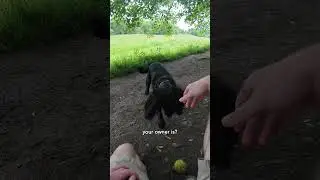 Don't play fetch with strangers 😅🎾 