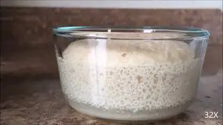 Yeast Growth Time Lapse