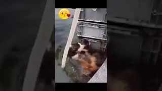 #котики