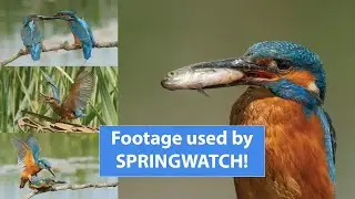 Kingfishers in slow motion - Filming a wildlife sequence