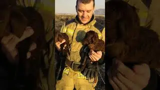 Ягнята спаслись из огня.