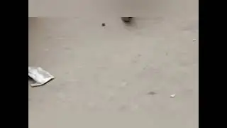 Big Monitor Lizard in Gulshan e iqbal