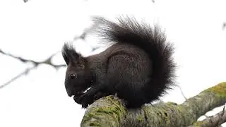 Squirrel