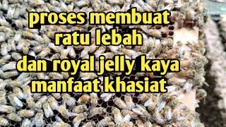 PROSES MEMBUAT RATU LEBAH DAN ROYAL JELLY