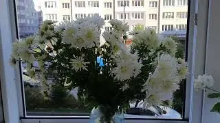 Мои любимые белые хризантемы! 12.10.2024г!