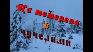 На тетерева с чучелами.