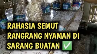 CARA MEMBERSIHKAN BOTOL SARANG SEMUT RANGRANG ✅