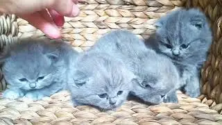 British shorthair, blue kittens 🥰