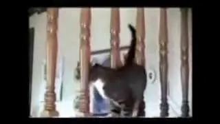 FUNNY CATS "cats funny" "cats video"