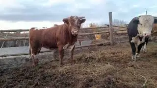 Последний день откорма бычков