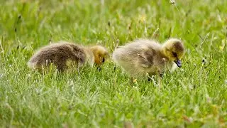 Baby Duckings Feeding For The First Time! 😍