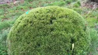 Сосна муго Пумилио ‘Pinus mugo pumilio’ 