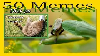 50 Animal/Insect Memes Episode 1