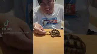 sulcata untuk langganan di kantor