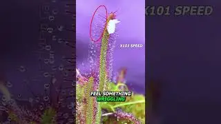 Feeding Sundews Cheese 