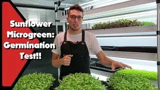 Does Weight Affect Microgreen Germination? | 3 Weight Levels on Sunflower