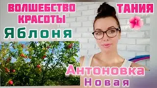ЯБЛОНЯ АНТОНОВКА НОВАЯ/ЗОЛОТАЯ КИТАЙКА- наливные яблочки