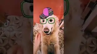 #youtubeshorts СОБАКА ВСТРЕЧАЕТ ХОЗЯЙКУ | DOG MEET OWNER #shorts